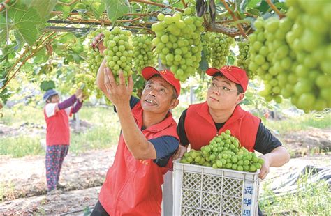 党员志愿者帮忙摘葡萄