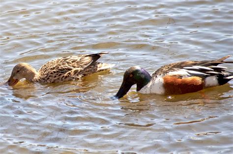 Urban Wildlife Guide: Northern Shoveler Ducks