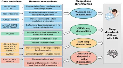 Frontiers | Genetic and neural mechanisms of sleep disorders in children with autism spectrum ...