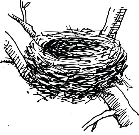 Bird Nest Drawing at GetDrawings | Free download