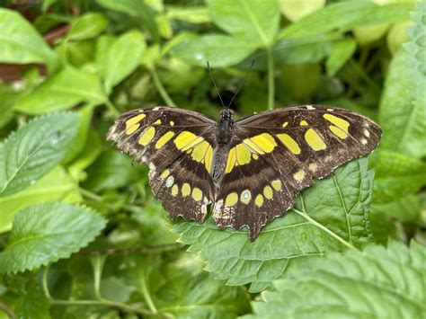 Black and yellow butterfly on green leaf plant photo - Free J.e ...