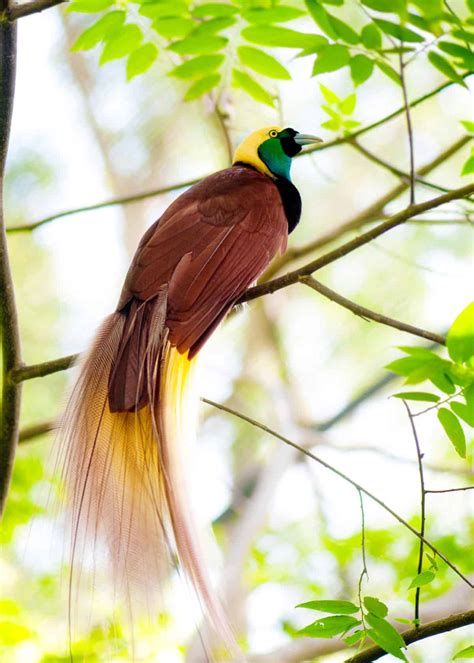 15 of the Most Beautiful Birds in the World (Pictures, Videos ...
