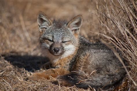 Meet The Foxy Residents Catalina Island Foxes: Surviving, 55% OFF