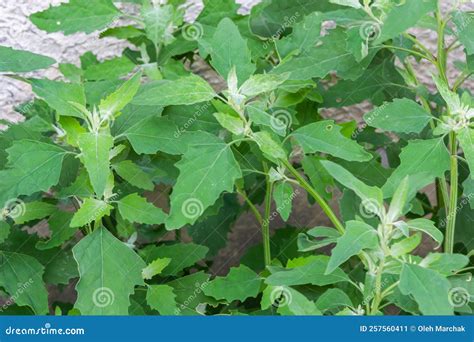 Lambs Quarter Edible Leaves at Kent Kahn blog