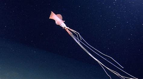 Rare Alien-Like Big Squid With Eight Arms, Two Tentacles Captured In Video