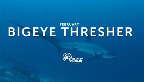Species In Focus: Bigeye Thresher Shark