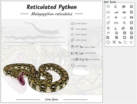 Reticulated Python Power 的图像结果