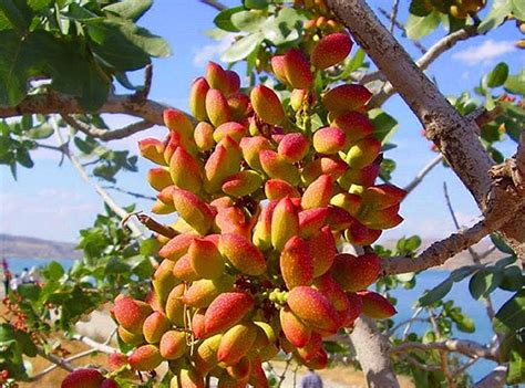 What are the Pistachio varieties around the world? | Grandor Co