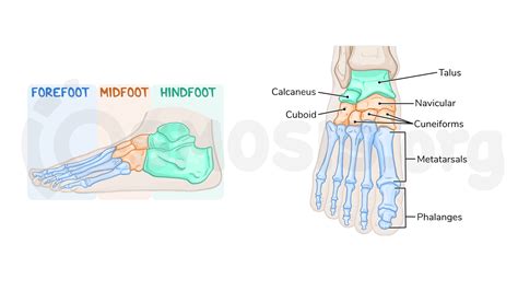Foot 的图像结果