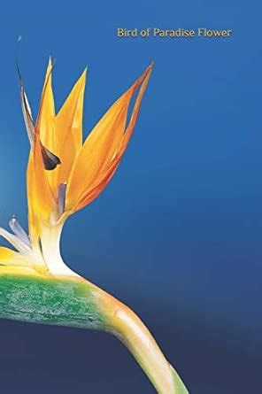 Buy Bird of Paradise Flower: Repeat Successes & Learn from Mistakes ...