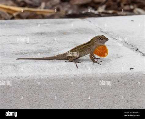 A brown anole lizard, Anolis sagrei, also known as Cuban brown anole ...