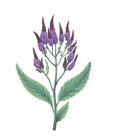 What Does Vervain Symbolize at Kathleen Perry blog