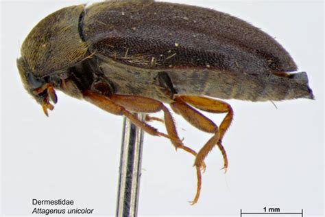 25+ Small Black Bugs In the House | With Pictures 2021 - Beezzly