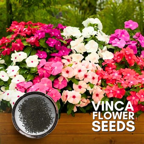 Green Paradise® Vinca Flower (Improved) Seeds Pack – GreenParadiseLive