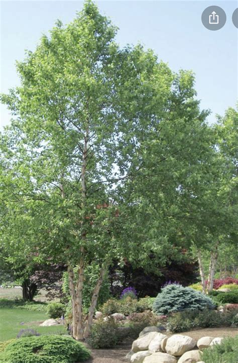 Betula heritage river birch tree – Artofit