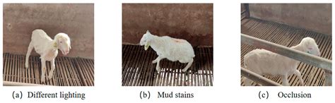 YOLOv10n-CF-Lite: A Method for Individual Face Recognition of Hu Sheep ...