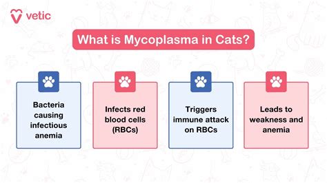 Mycoplasma in Cats: Cause, Sign, Treatment of Anemia in Cats