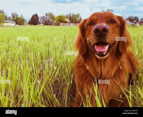 Golden Retriever Field High Resolution Stock Photography and Images - Alamy