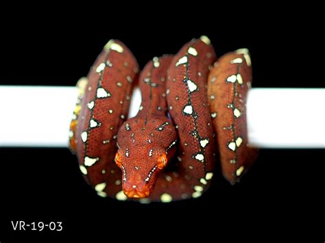 Green Tree Python Colors 的图像结果