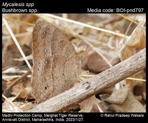 Mycalesis spp. | Butterfly