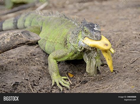 Does Iguanas Eat Oranges at Jennifer Dermody blog