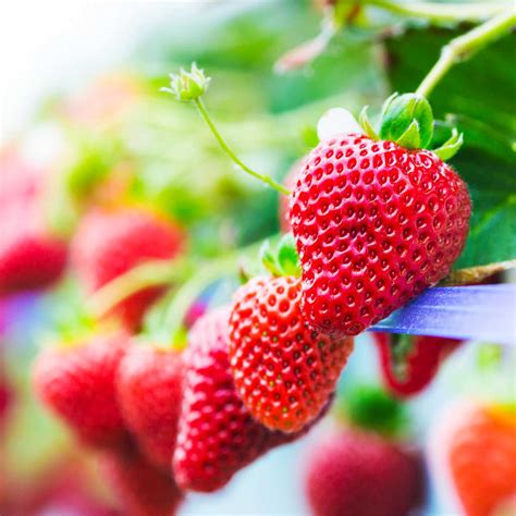 Best 7 Ways to Store Strawberries | Maximize Shelf Life - Butter N Thyme