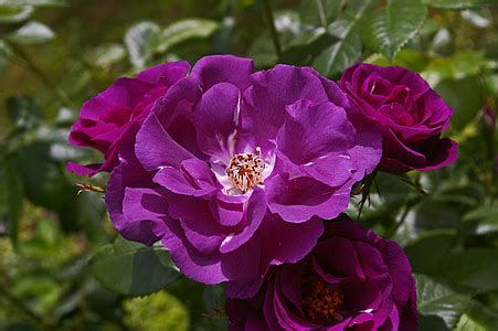 Image result for Flower Digram Using Turtle Python