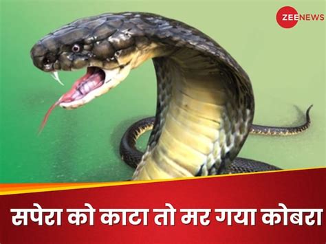 King cobra snake dies immediately after biting snake catcher | सपेरा को ...