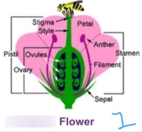 what do you mean by complete and incomplete flower? - Brainly.in