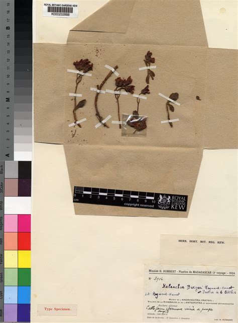 Kalanchoe bergeri Raym.-Hamet & H.Perrier | Plants of the World Online ...
