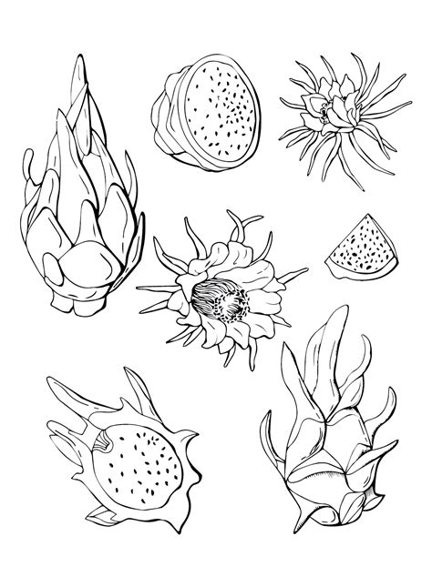 20+ Dragon Fruit Coloring Pages - Free Printable PDF & Online Coloring