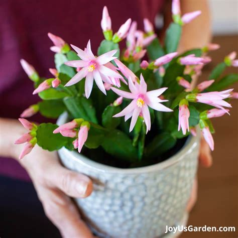 Potted Cactus In Bloom