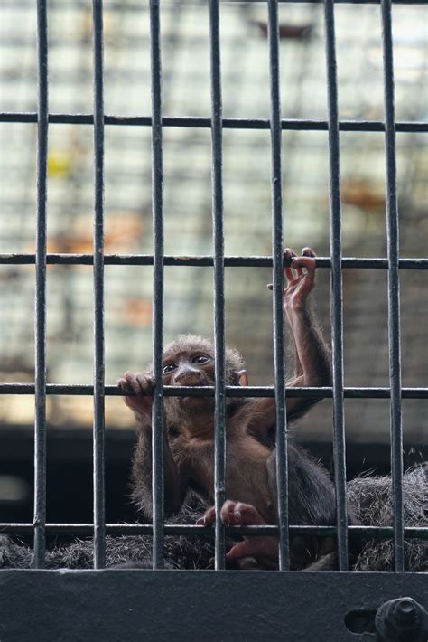 Monkey in cage during daytime photo – Free Animal Image on Unsplash