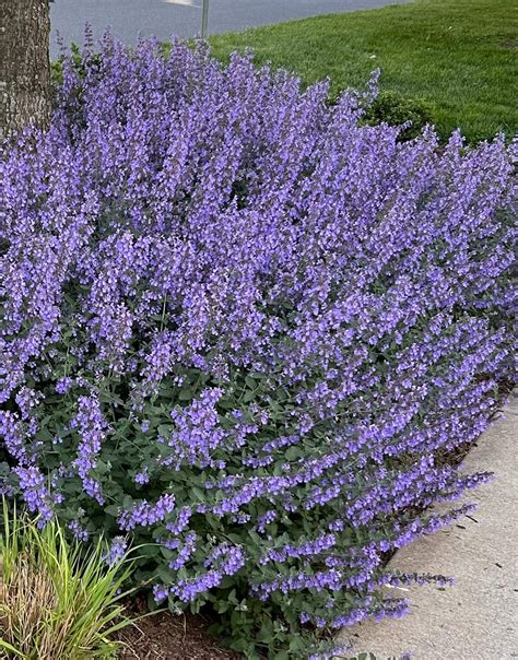 Walker's Low Catmint — Plant and Bloom Design Studio