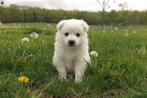 Alaskan Eskimo Dog