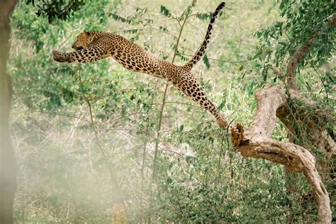 Watch a Leopard Make an Incredibly Brave Leap Between Branches to Catch ...