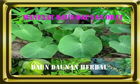 manfaat daun serai
