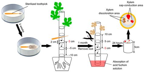 Microorganisms | Special Issue : Advances in Plant-Microbe Interactions