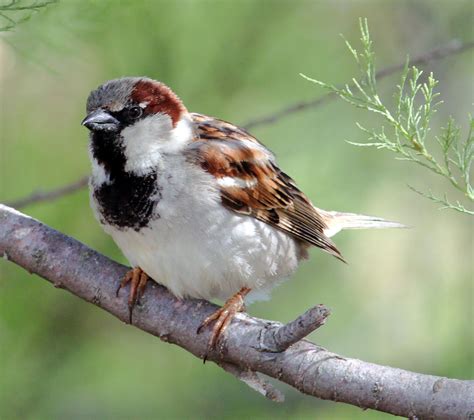 Home of the sparrow - laderai