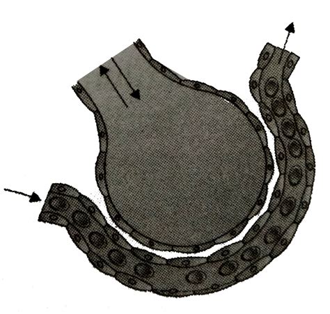 The factor which does not affect the rate of alveolar diffusion is