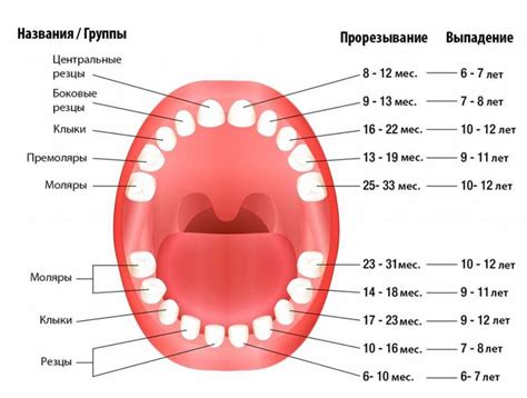 До скольки лет растут зубы у детей? В какой очередности растут зубы у детей