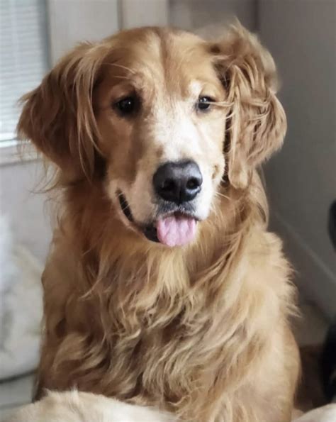 Duke - Adopt A Golden Atlanta
