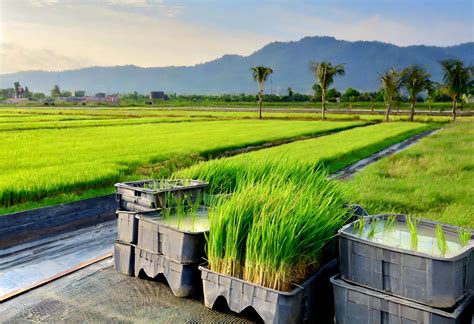 How to Plant and Grow Rice | Plantly