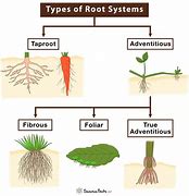 root system 的图像结果