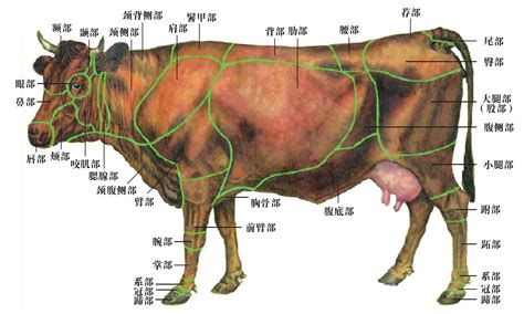 家畜猪骨骼结构示意图,畜牧养殖,农林渔牧,摄影素材,汇图网www.huitu.com