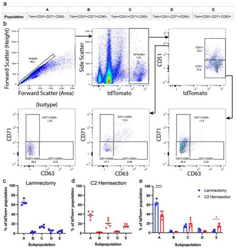 Response of Astrocyte Subpopulations Following Spinal Cord Injury