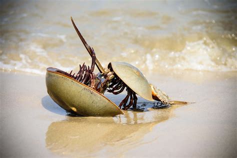 Horseshoe Crab Blood Facts at Lisa Teixeira blog