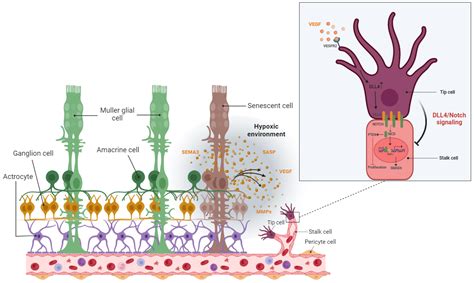 Senescent Cells | Encyclopedia MDPI