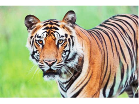 Why is the body color of the tiger flashy? | સાયન્સ અફેર્સ: વાઘના ...