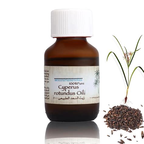 Amazon.com : Cyperus Rotundus Oil, Cyperus Rotundus Oil for Hair ...